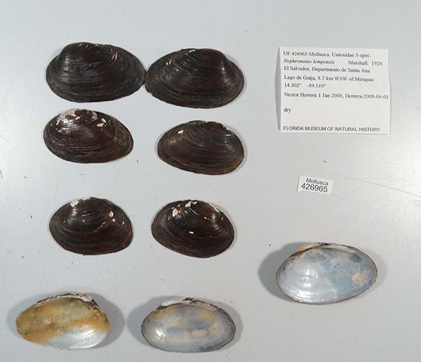 specimen