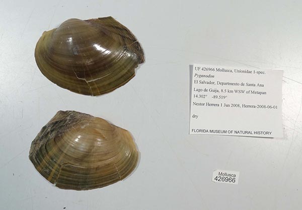 specimen