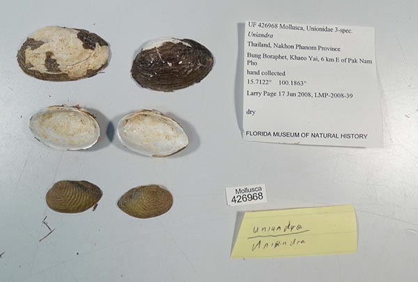 specimen