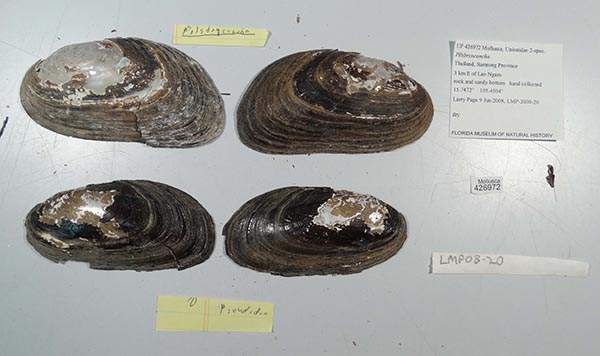 specimen