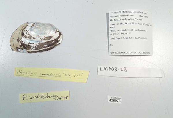 specimen
