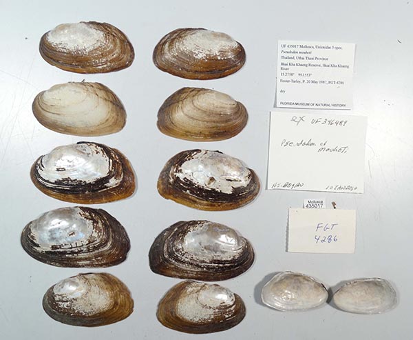 specimen