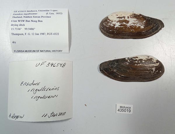 specimen