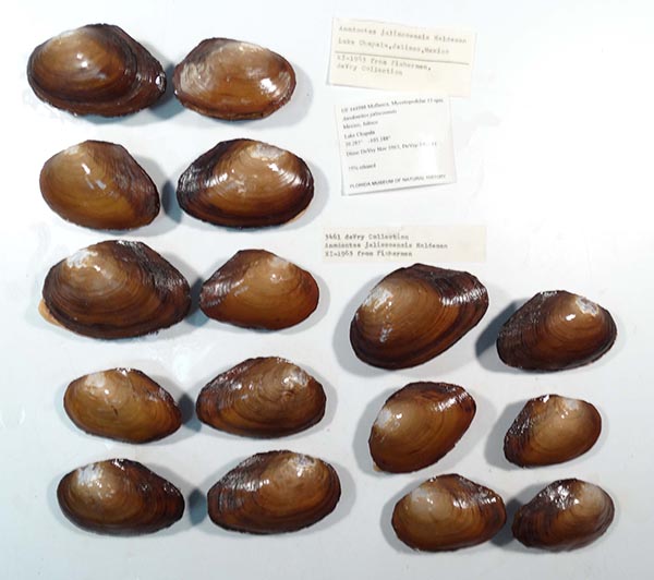 specimen
