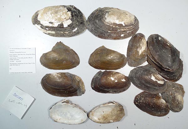 specimen