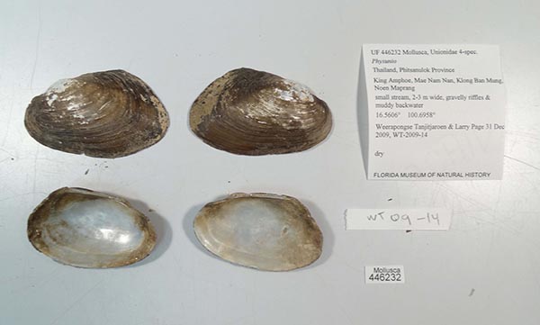 specimen