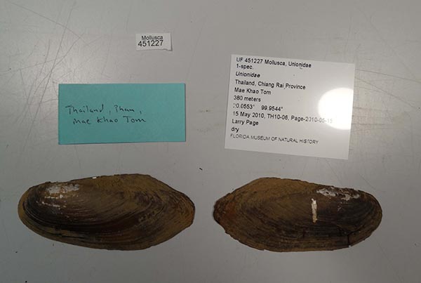 specimen