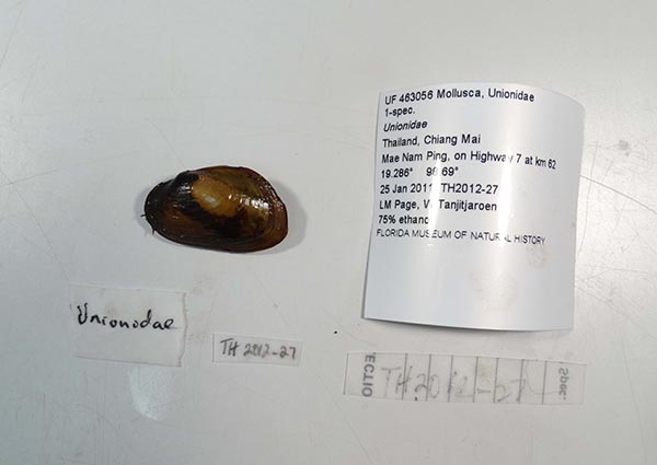 specimen