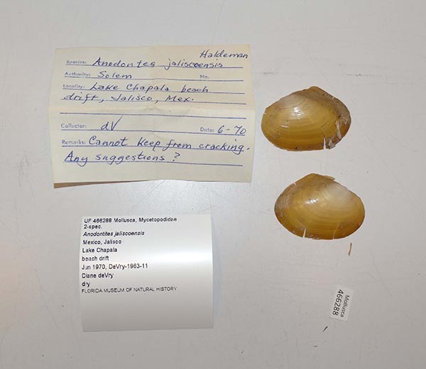 specimen