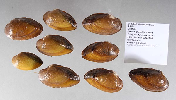 specimen