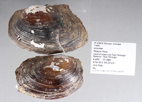 specimen