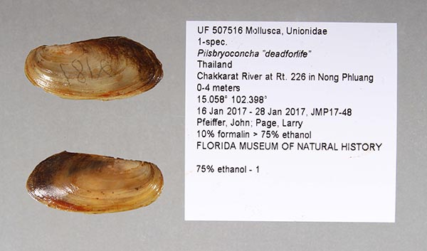 specimen
