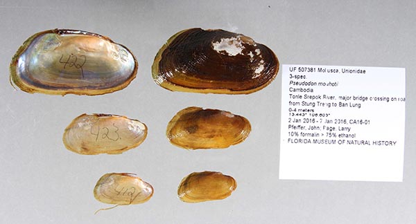 specimen