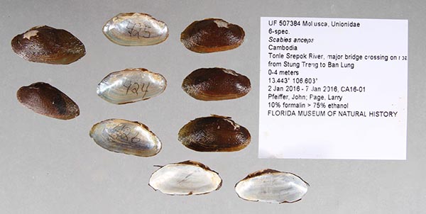 specimen