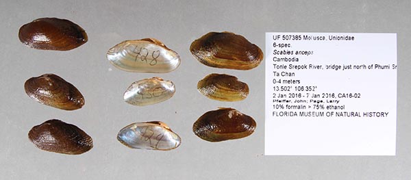specimen