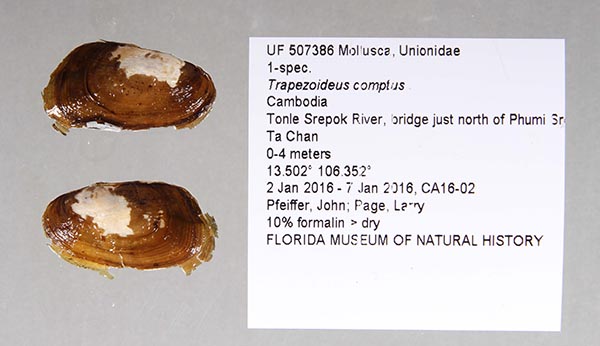 specimen