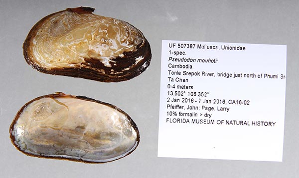specimen