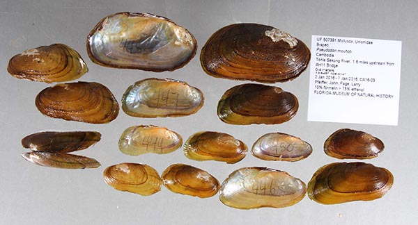 specimen