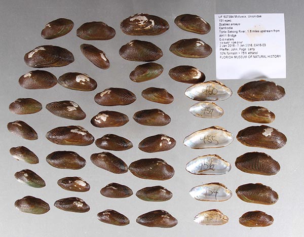 specimen
