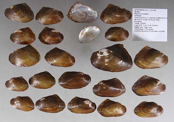 specimen