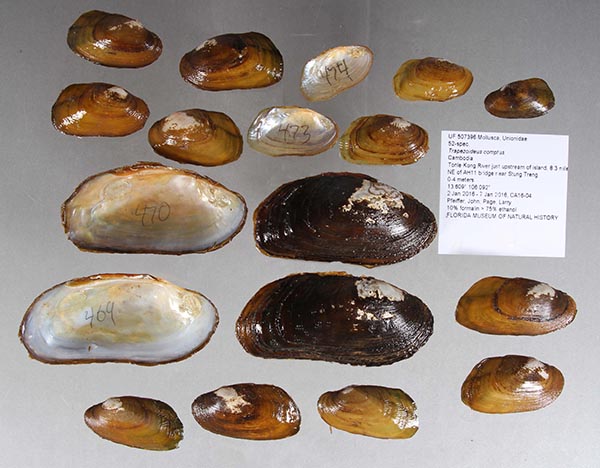 specimen