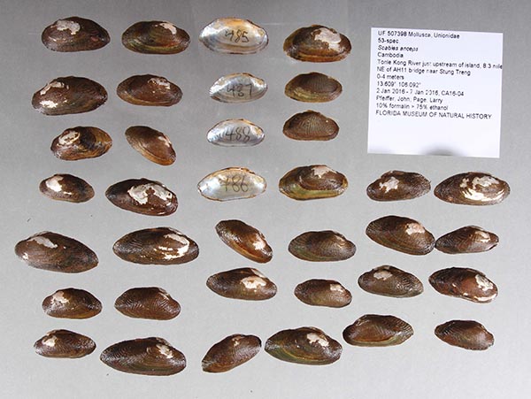 specimen