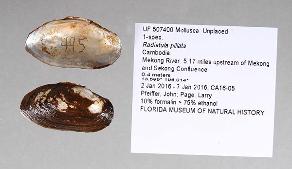 specimen