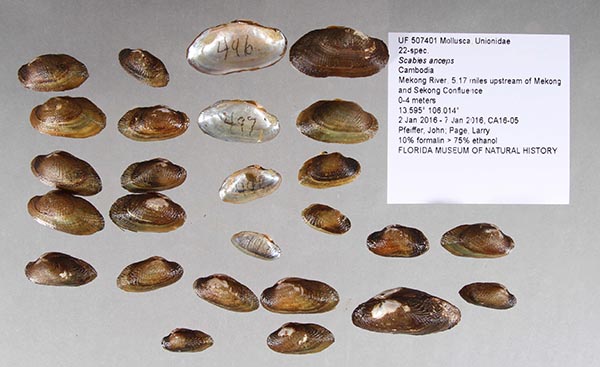 specimen
