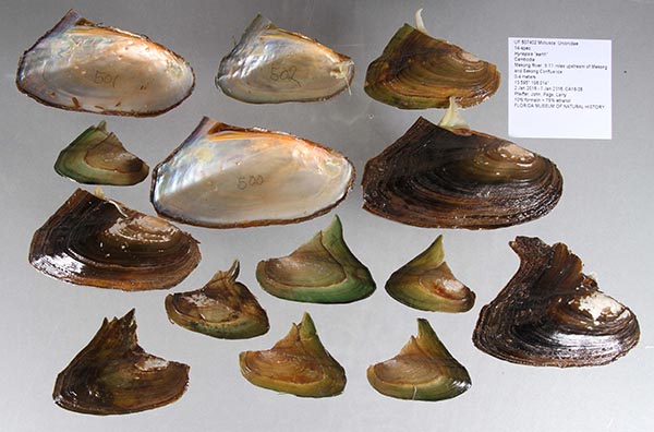 specimen