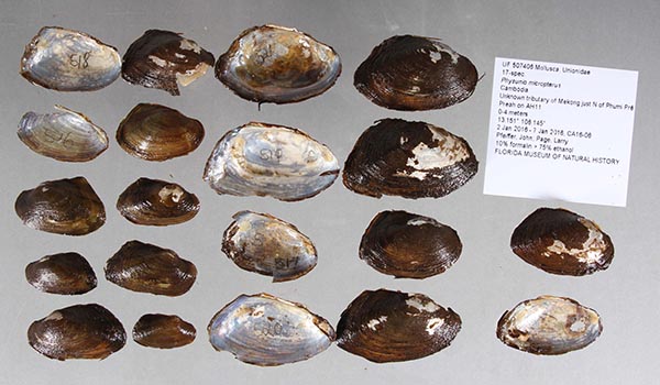 specimen