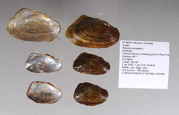 specimen