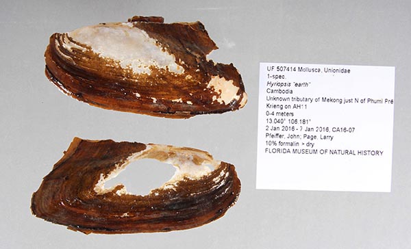 specimen