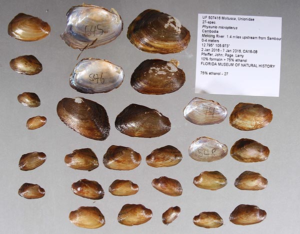 specimen