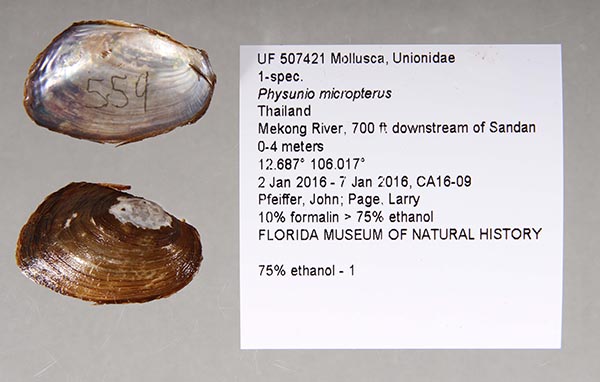 specimen