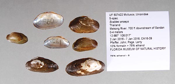 specimen