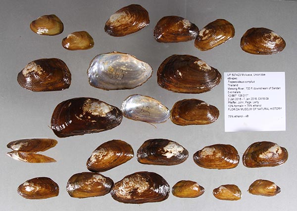 specimen
