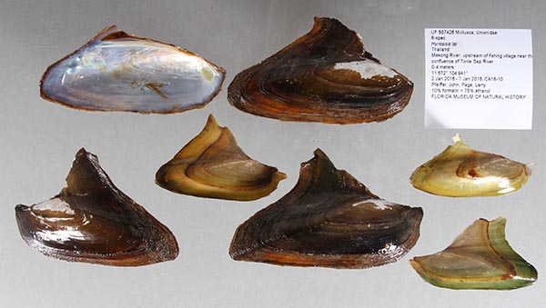 specimen