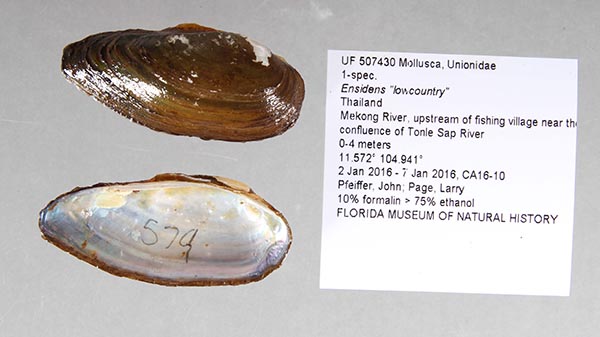 specimen