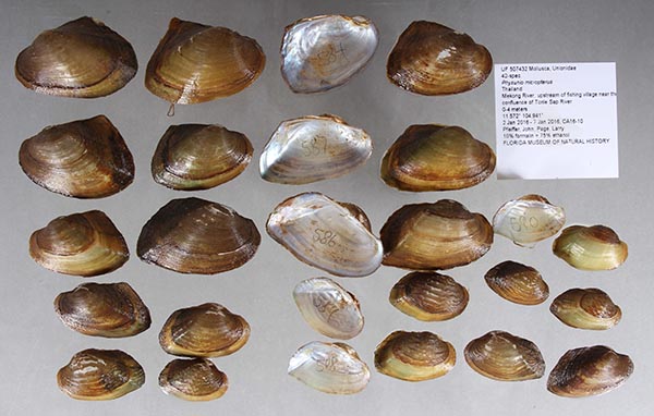specimen