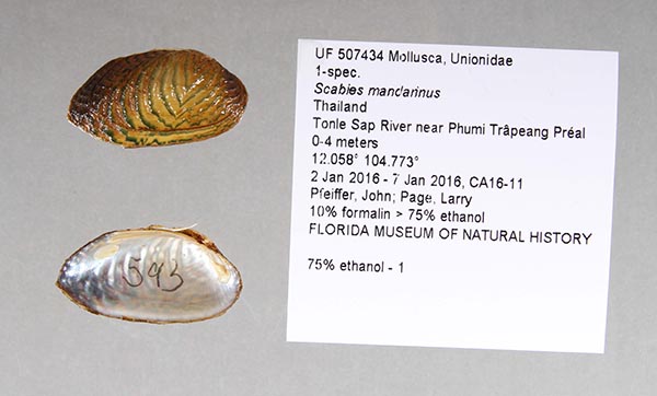 specimen