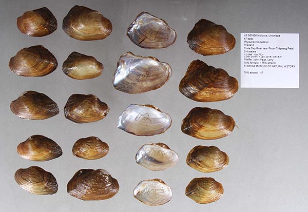 specimen