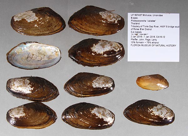 specimen