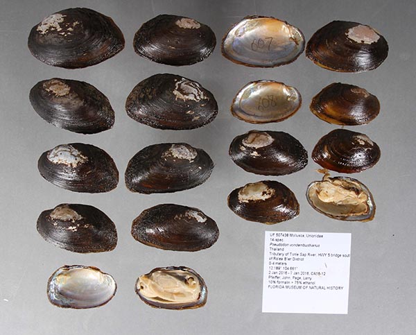 specimen