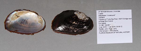 specimen