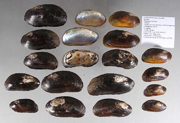 specimen