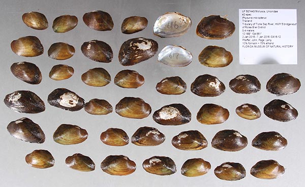 specimen