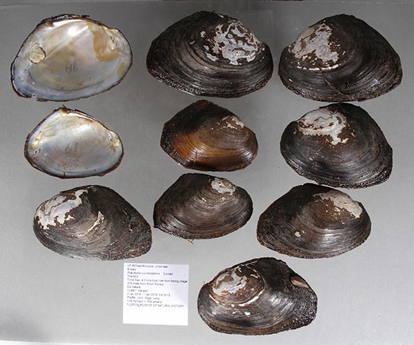 specimen