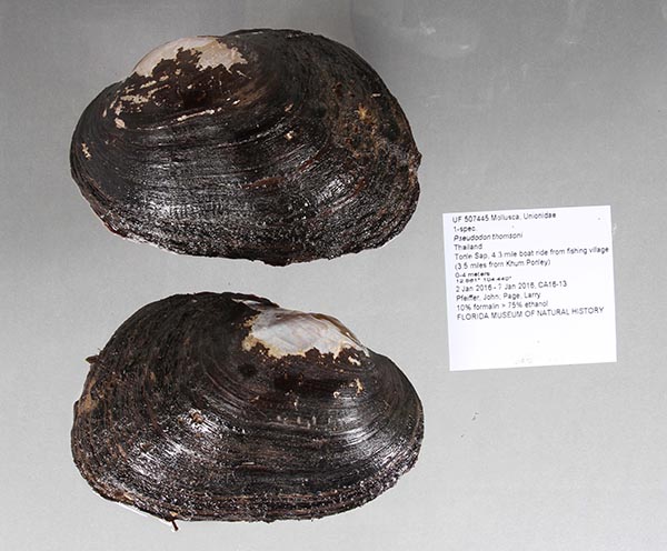 specimen