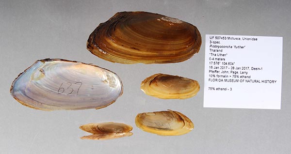 specimen