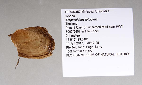 specimen